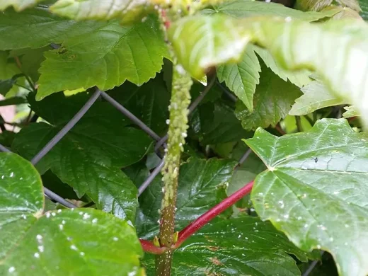 Dichte Kolonie kleiner Blattläuse an einem roten Rosentrieb, umgeben von jungen grünen Blättern.