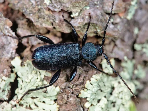 Metallisch blau glänzender Scheibenbock mit langen Fühlern auf flechtenbewachsener Baumrinde, von oben aufgenommen.