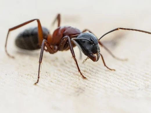 Braunschwarze Rossameise in Seitenansicht auf hellem Holz, mit schwarzem Kopf, rotbraunem Mittelkörper und dunklem Hinterleib