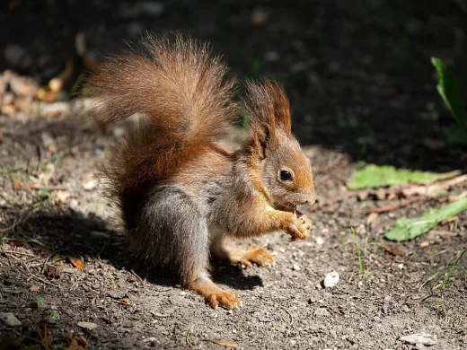 Rotbraunes Eichhörnchen mit buschigem Schwanz und Ohrpinseln sitzt auf lehmigem Boden und hält Futter in den Vorderpfoten.