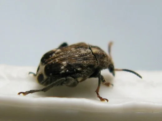 Grau-braun gesprenkelter Erbsenkäfer in Seitenansicht auf hellem Untergrund, mit kräftigem Körper und kurzen, gesägten Fühlern.