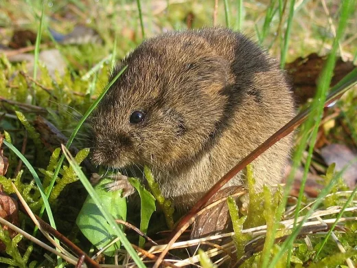Braungraue Feldmaus mit rundlichem Kopf und kleinen Ohren sitzt zwischen Grashalmen und Moospolstern am Boden.