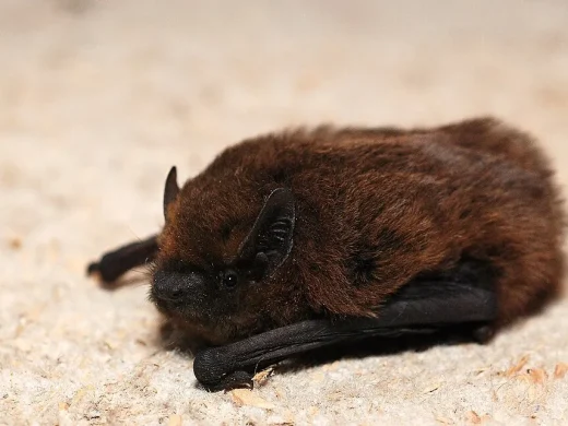 Zwergfledermaus mit dunkelbraunem Fell und eng angelegten Flughäuten auf hellem Untergrund.