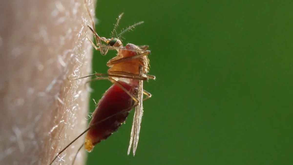 Weibchen der Gemeinen Stechmücke beim Blutsaugen auf menschlicher Haut, der Hinterleib ist dunkelrot gefüllt.