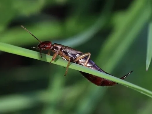 Dunkelbrauner Gemeiner Ohrwurm mit kurzen Flügeldecken und gebogener Hinterleibszange auf einem grünen Grashalm