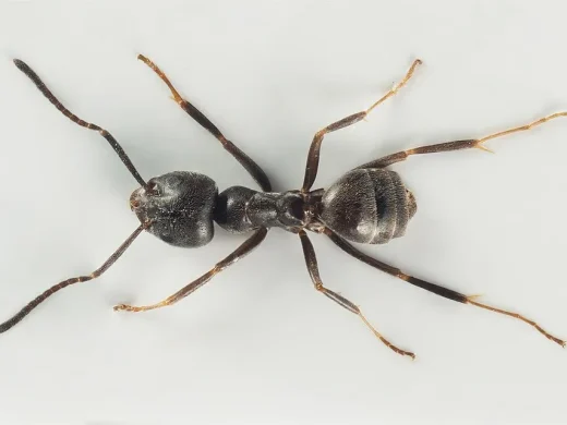 Schwarzbraune Arbeiterin der Großen Drüsenameise von oben, mit schlankem Körper, langen Beinen und Fühlern vor hellem Grund