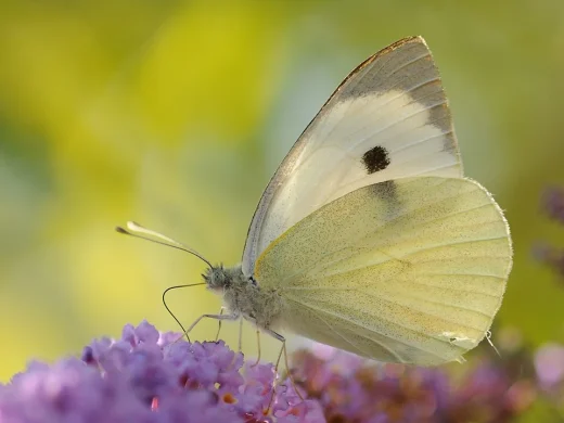 Großer Kohlweißling mit cremeweißen Flügeln, dunklem Vorderflügelfleck und grau bestäubter Unterseite an violetten Sommerfliederblüten