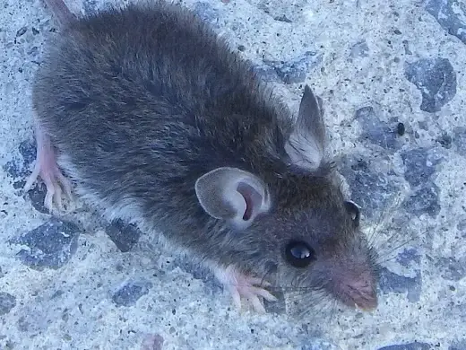 Hausmaus von der Seite: graubraunes Fell, große runde Ohren, spitze Schnauze und langer Schwanz.