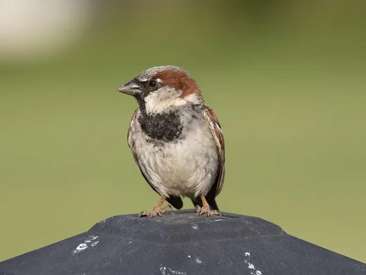 Männlicher Haussperling mit brauner Kopfplatte und schwarzem Kehllatz sitzt auf einer dunklen Metallkappe vor grünem Hintergrund.