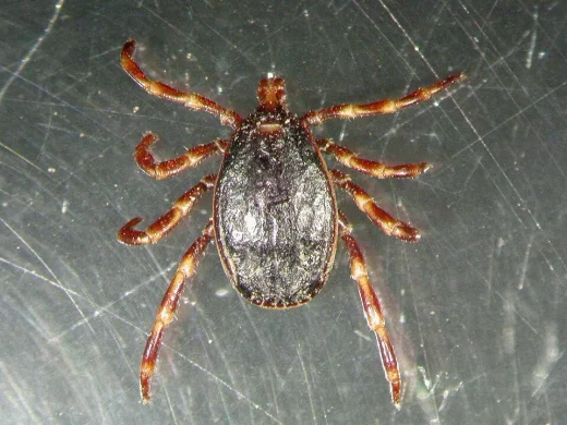 Hyalomma-Zecke von oben auf metallischem Untergrund, mit rotbraun-weiß geringelten Beinen und dunkel glänzendem Rückenschild
