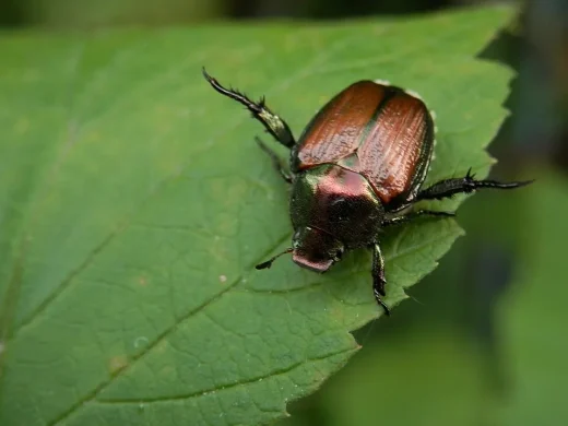 Japankäfer mit kupferbraunen Flügeldecken und metallisch grün glänzendem Halsschild auf einem großen grünen Blatt