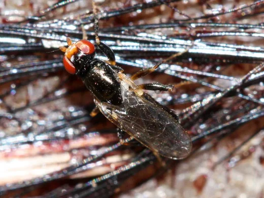 Glänzend schwarze Käsefliege mit leuchtend roten Augen und durchscheinenden Flügeln in starker Nahaufnahme.