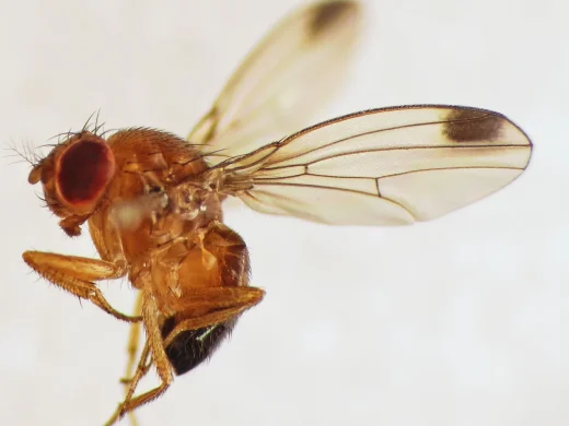 Männchen der Kirschessigfliege in Seitenansicht: bernsteinfarbener Körper, rote Augen und der dunkle Fleck an der Flügelspitze.