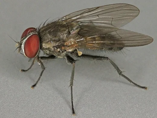 Kleine Stubenfliege im Seitenprofil mit großen rotbraunen Augen, grau gemustertem Bruststück und klaren Flügeln vor schlichtem grauem Hintergrund.