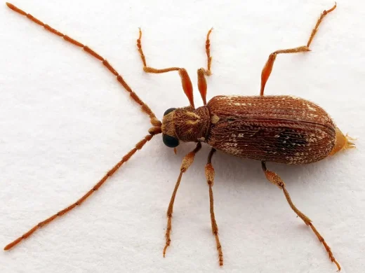 Rotbrauner Kräuterdieb mit sehr langen Fühlern, behaarten Beinen und hell gefleckten, gewölbten Flügeldecken auf weißem Untergrund.