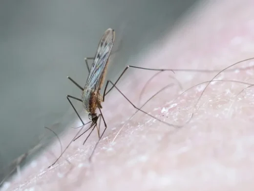 Anopheles-Mücke mit gefleckten Flügeln sitzt in schräg aufgerichteter Haltung mit erhobenem Hinterleib auf menschlicher Haut.