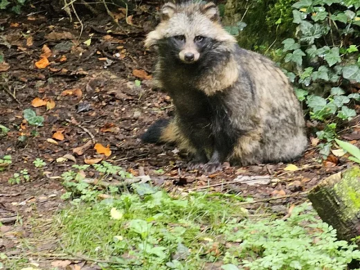Marderhund mit grau meliertem Fell und dunkler Gesichtsmaske sitzt auf feuchtem Waldboden zwischen Laub und Efeu