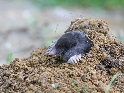 Maulwurf mit schwarzem Fell und breiten Grabhänden, der aus einem frisch aufgeworfenen Erdhügel herausschaut.