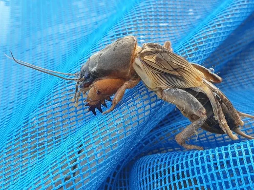 Maulwurfsgrille in Seitenansicht mit kräftigen Grabschaufeln, samtigem Halsschild und langen Fühlern auf blauem Kescherstoff