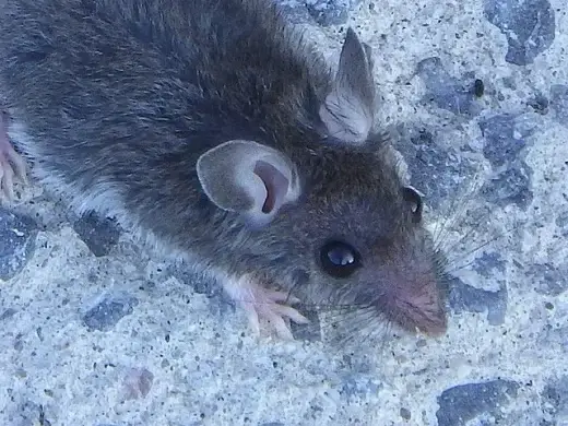 Kopf einer Hausmaus in Nahaufnahme: rundliche Ohren, dunkles Auge, rosa Nasenspitze und lange Tasthaare.