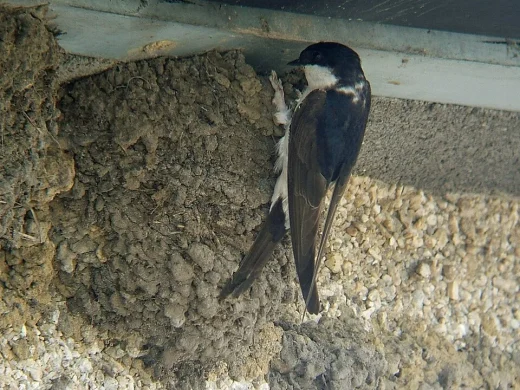 Mehlschwalbe mit blauschwarzem Rücken und weißer Unterseite klammert sich an ihr Lehmnest unter einem Dachvorsprung.