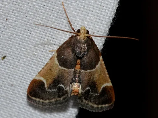 Mehlzünsler mit ausgebreiteten Flügeln in Braun- und Ockertönen, langen Fühlern und hellen Wellenlinien auf weißem Gewebe.