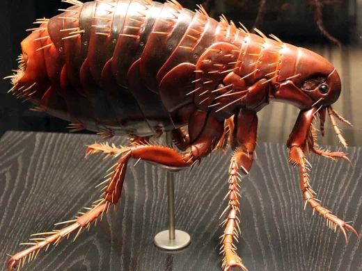 Stark vergrößertes Museumsmodell eines Menschenflohs mit seitlich abgeflachtem, rotbraunem Körper, Borstenreihen und kräftigen Sprungbeinen.