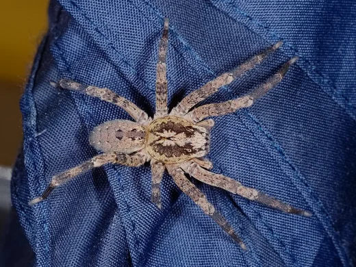 Nosferatu-Spinne von oben auf blauem Stoff, mit hell-dunkel gemustertem Vorderkörper und kräftig gefleckten Beinen