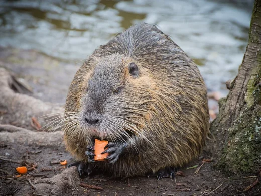 Nutria mit dichtem braunem Fell und langen weißen Schnurrhaaren frisst am Uferrand ein Stück Möhre in den Vorderpfoten.