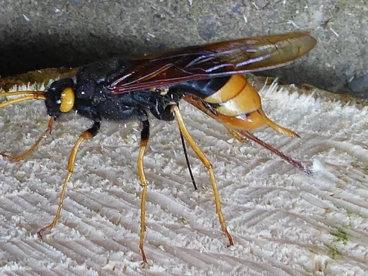 Schwarz-gelbe Riesenholzwespe mit gelben Fühlern und Legebohrer am Hinterleib seitlich auf einer frisch gesägten Holzkante.