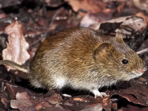 Rötelmaus mit rotbraunem Rückenfell, kurzen Ohren und stumpfer Schnauze steht im Profil auf feuchtem Waldlaub.