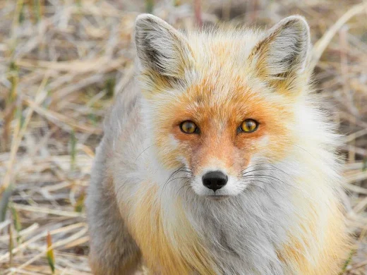 Rotfuchs im Porträt mit orangerotem Gesicht, heller Wange, bernsteinfarbenen Augen und schwarzer Nase vor trockenem Gras.