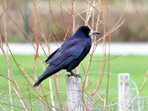 Schwarz glänzende Saatkrähe mit hellem, unbefiedertem Schnabelgrund sitzt seitlich auf einem Holzpfosten eines Maschendrahtzauns.