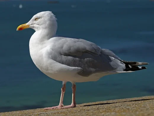 Ausgewachsene Silbermöwe mit gelbem Schnabel samt rotem Fleck, grauem Rücken und rosa Beinen steht auf einer Kaimauer am Meer.
