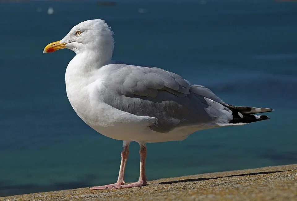 Ausgewachsene Silbermöwe mit gelbem Schnabel samt rotem Fleck, grauem Rücken und rosa Beinen steht auf einer Kaimauer am Meer.