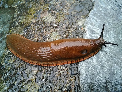 Braune Spanische Wegschnecke mit orange gerändertem Fußsaum und ausgestreckten Fühlern auf nassem, grauem Stein