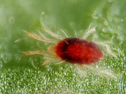 Rote Spinnmilbe mit ovalem, leuchtend rotem Körper und hellen, behaarten Beinen auf einer feucht glänzenden grünen Blattoberfläche.