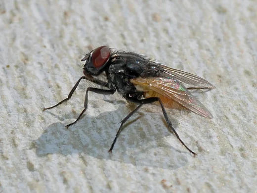 Große Stubenfliege in Seitenansicht auf hellem Untergrund: grau gestreifter Brustabschnitt, rote Facettenaugen und durchscheinende Flügel.