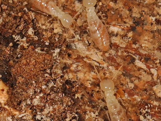 Mehrere cremeweiße Arbeiterinnen der Amerikanischen Erdtermite auf zersetztem, faserigem Holz mit braunen Fraßspuren.
