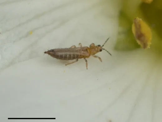 Schlanker gelbbrauner Thrips mit dunklen Augen, Fühlern und gefransten Flügeln auf einem weißen Blütenblatt neben gelben Staubbeuteln.
