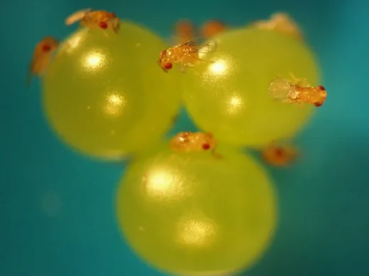 Mehrere winzige orangefarbene Schlupfwespen sitzen auf drei grünen Motteneiern.