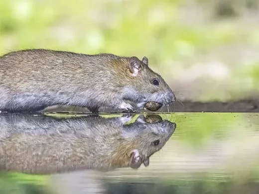 Wanderratte am Wasserrand, Nahaufnahme mit kleinem behaartem Ohr und stumpfer Schnauze.