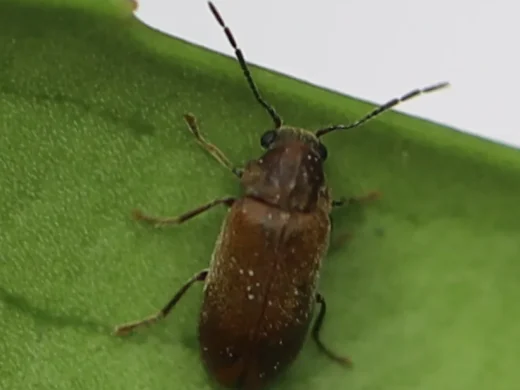 Kleiner rotbrauner, fein behaarter Nagekäfer mit langen gegliederten Fühlern auf einem glatten grünen Blatt.