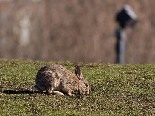 Wildkaninchen mit graubraunem Fell und aufgestellten Ohren, fressend auf einer kurz gehaltenen Rasenfläche.