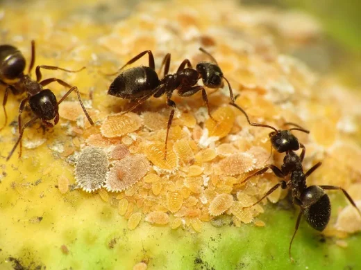 Dichte Kolonie hellorangefarbener Zitrus-Wollläuse mit weißen Wachsrändern auf einer Frucht, dazwischen drei schwarze Gartenameisen.